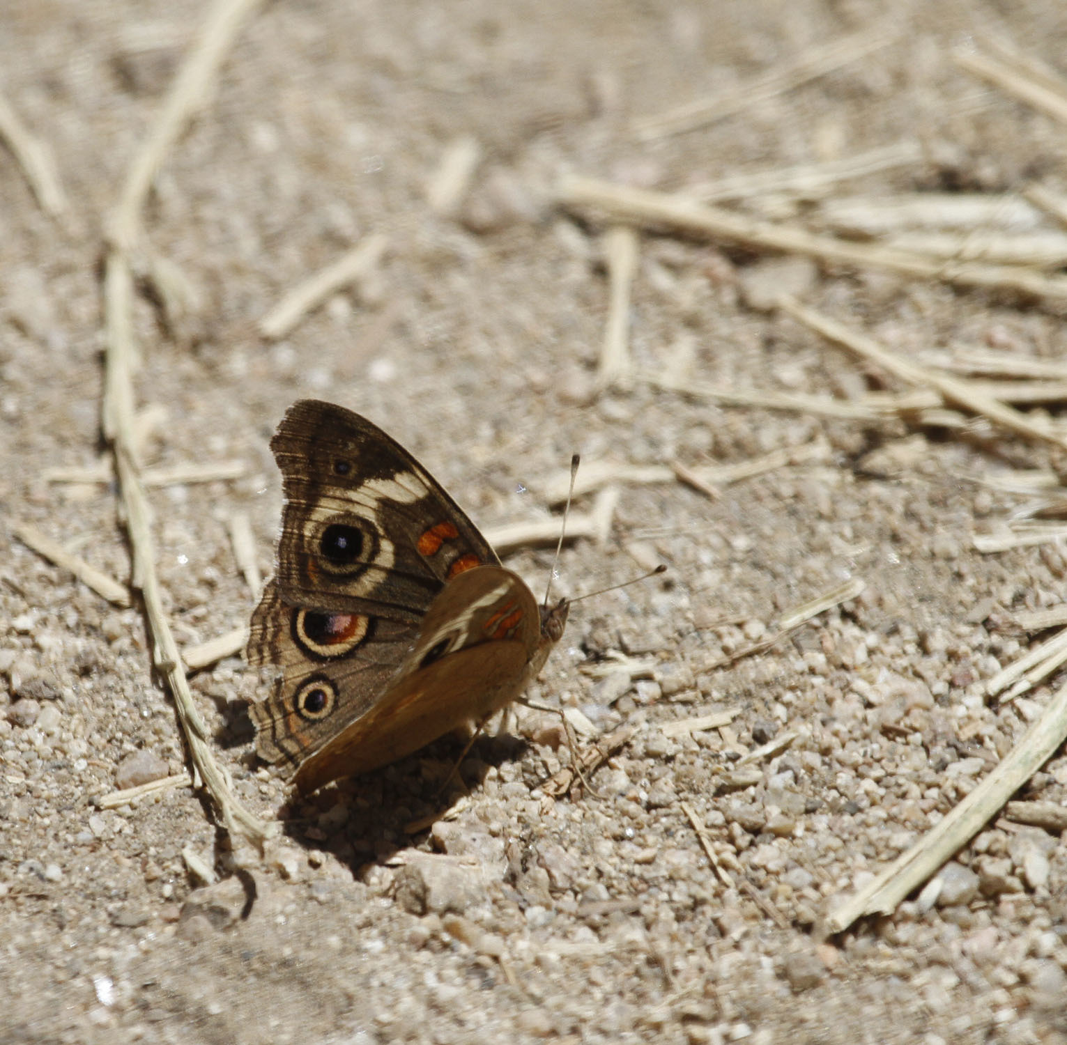 Gray Buckeye in Monterey County, California (6/19/2020).