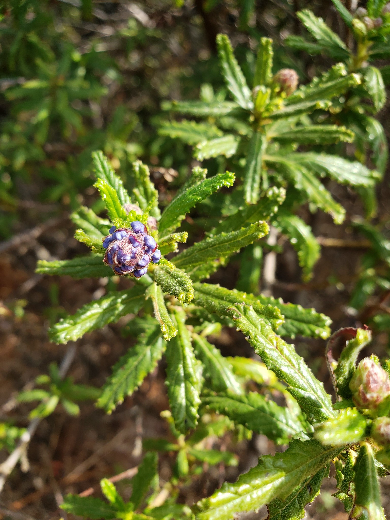 Wartleaf Ceanothus in Monterey County, California (2/22/2020).