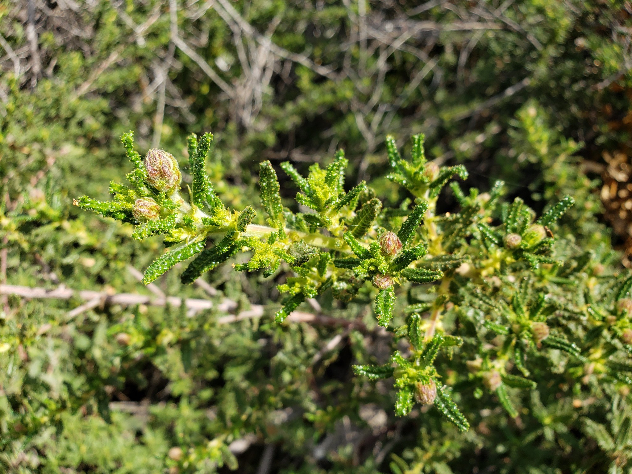 Wartleaf Ceanothus in Monterey County, California (2/22/2020).