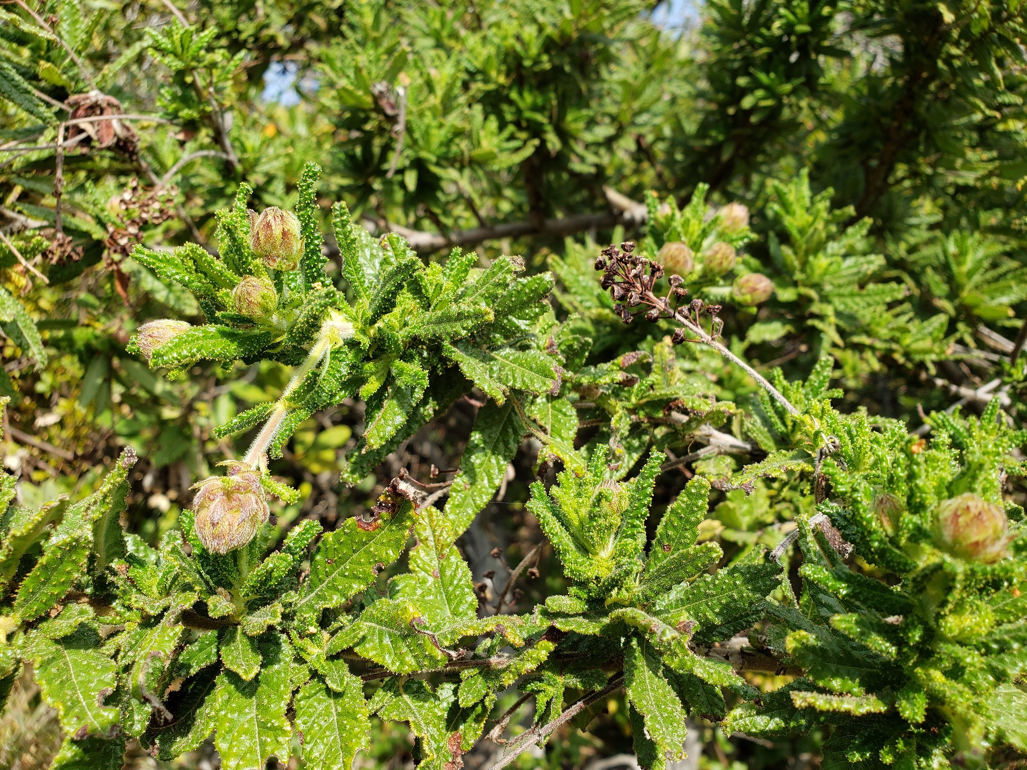 Wartleaf Ceanothus in Monterey County, California (2/22/2020).