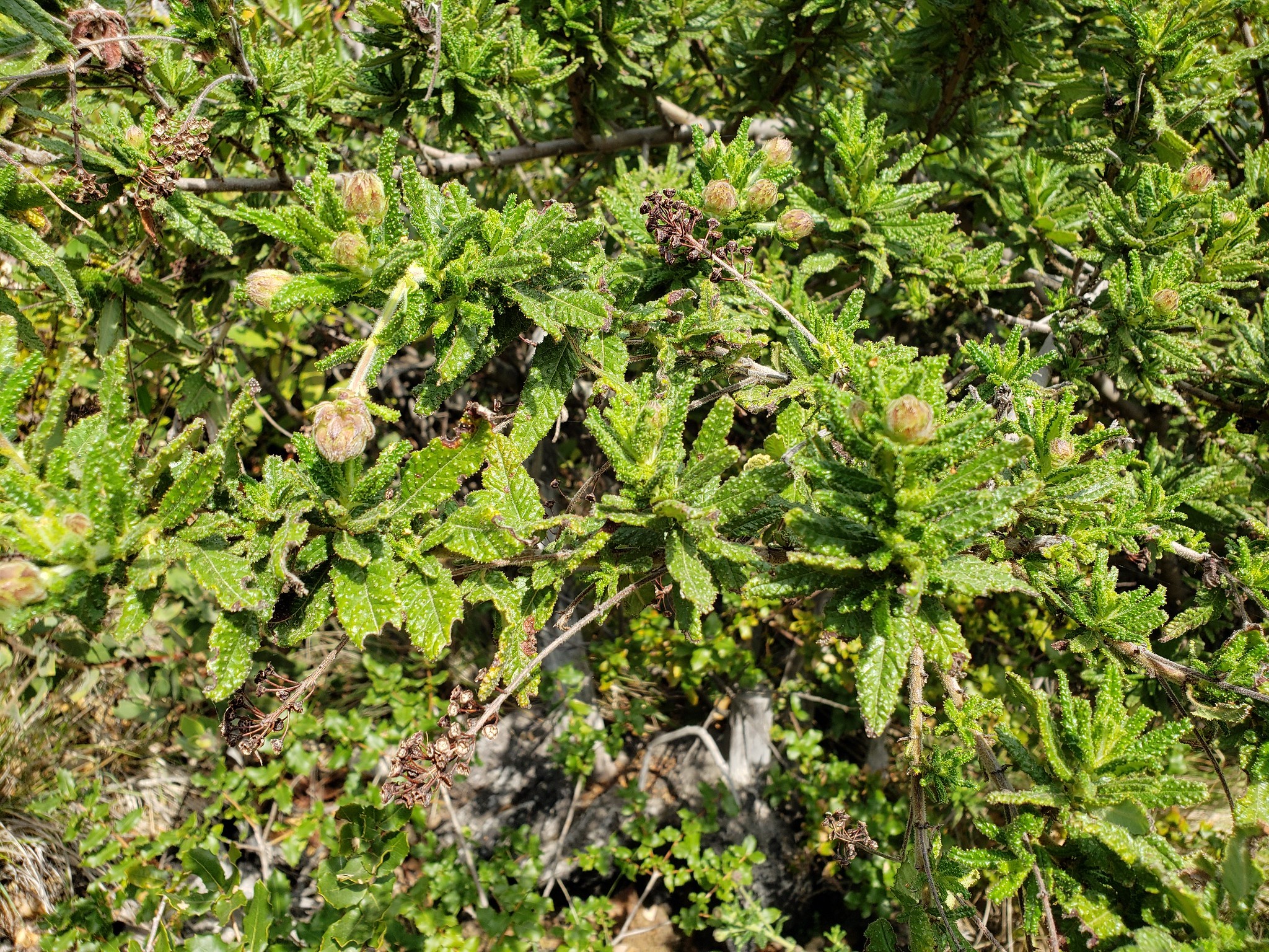 Wartleaf Ceanothus in Monterey County, California (2/22/2020).