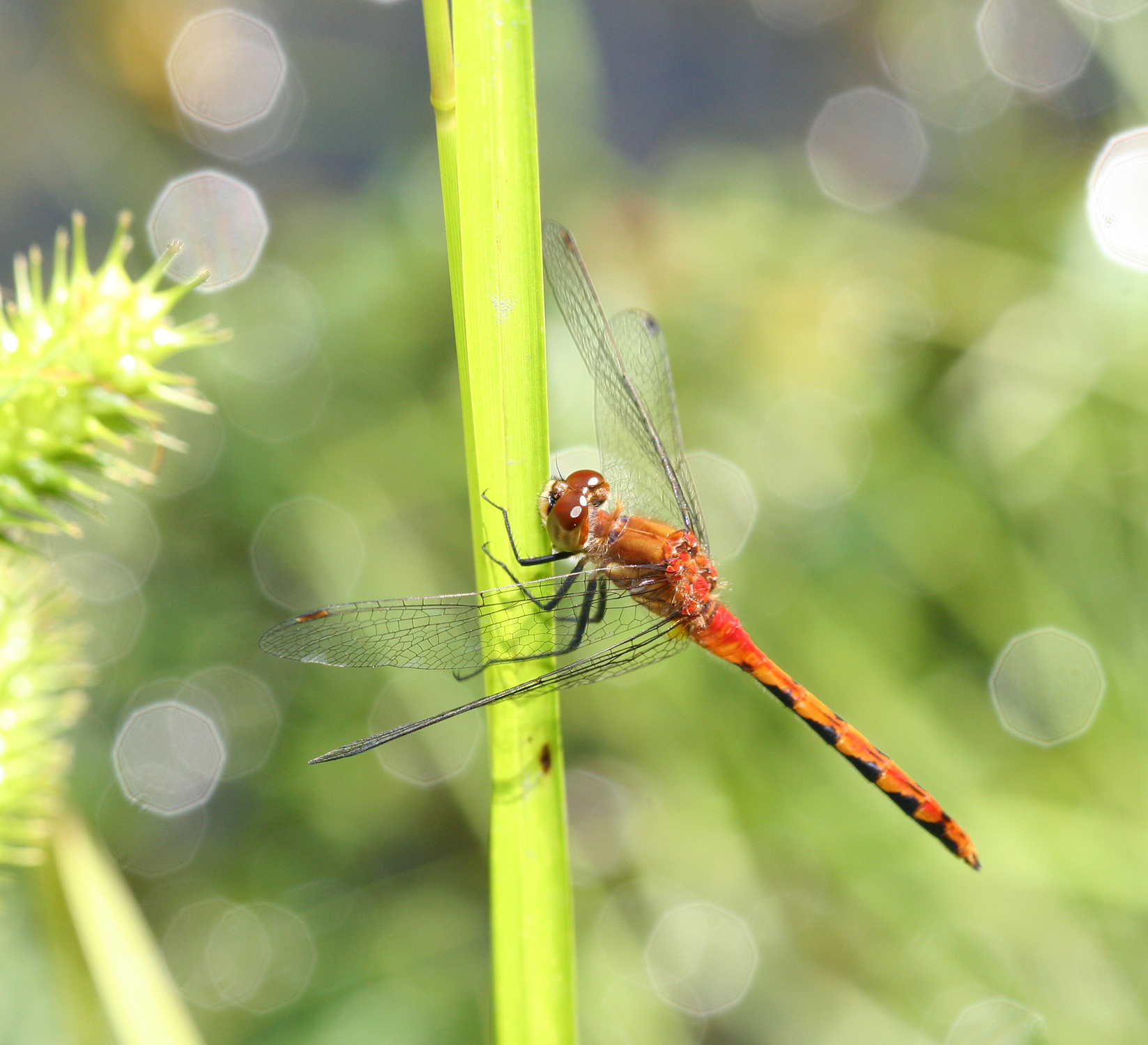 Genus<em> Sympetrum</em> in Garrett County, Maryland (6/30/2006).
