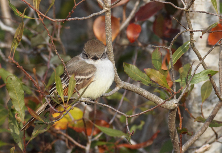 Ash-throated Flycatcher in Worcester County, Maryland (12/5/2010).