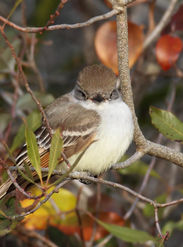 Ash-throated Flycatcher in Worcester County, Maryland (12/5/2010).