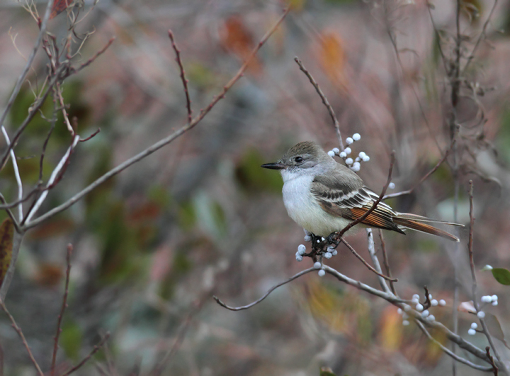 Ash-throated Flycatcher in Worcester County, Maryland (12/5/2010).