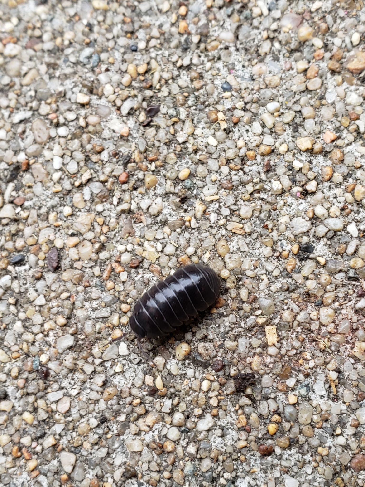 Common Pill Bug in Monterey County, California (6/3/2021).
