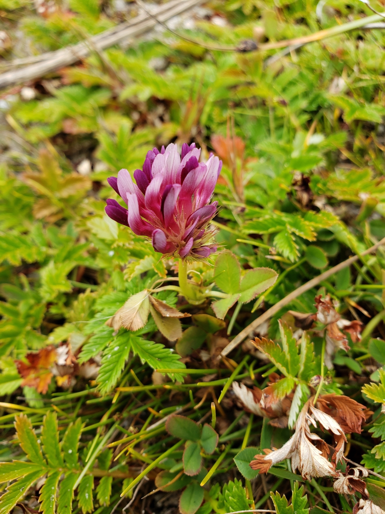 Springbank Clover in Monterey County, California (6/6/2021).