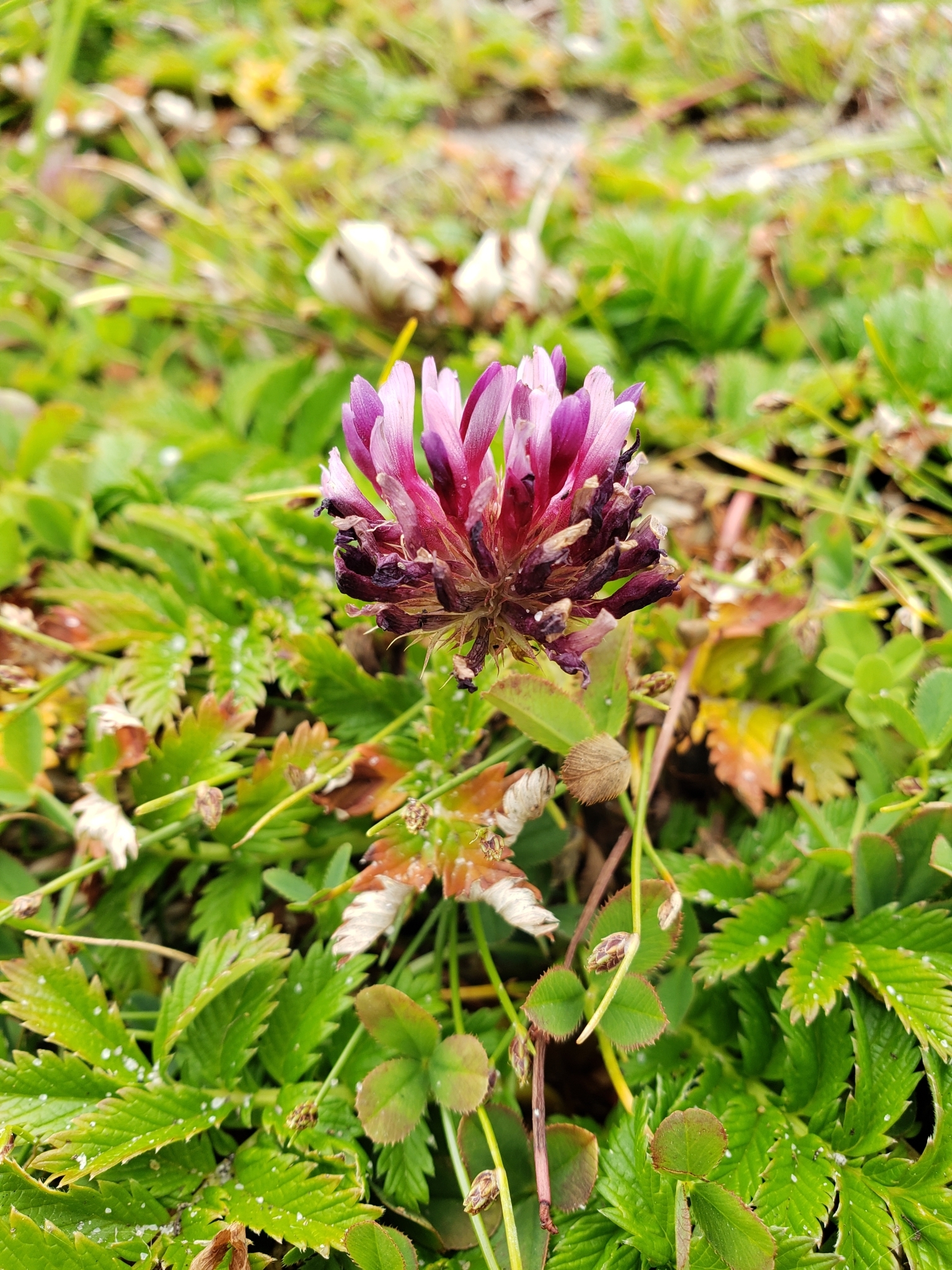 Springbank Clover in Monterey County, California (6/6/2021).