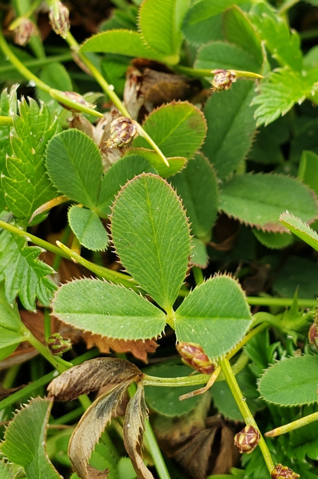 Springbank Clover in Monterey County, California (6/6/2021).