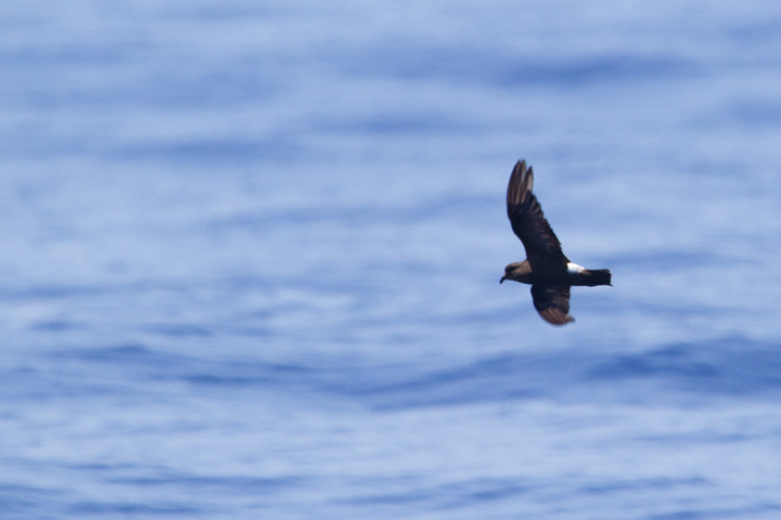 A worn Band-rumped Storm-Petrel, presumably Grant's Storm-Petrel, far off Cape Hatteras, North Carolina (5/28/2011). This population nests more widely in the Azores and south to the Canary Islands, mainly in October-November (Howell, Patteson, et al.).