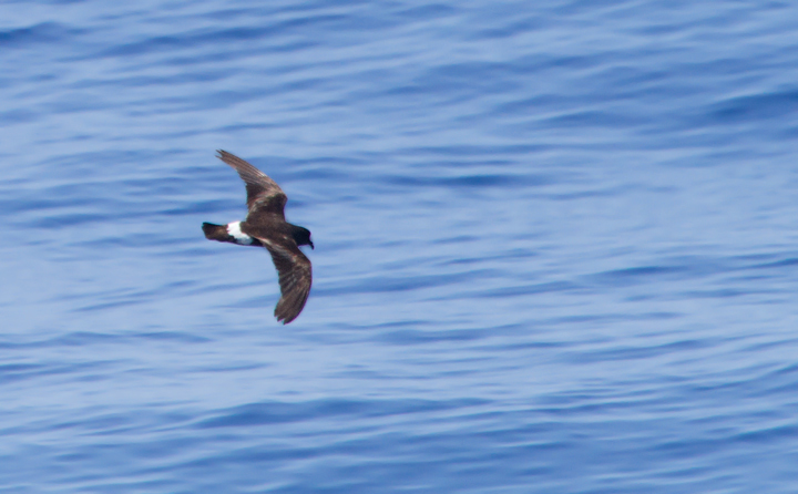 A worn Band-rumped Storm-Petrel, presumably Grant's Storm-Petrel, far off Cape Hatteras, North Carolina (5/28/2011). This population nests more widely in the Azores and south to the Canary Islands, mainly in October-November (Howell, Patteson, et al.).