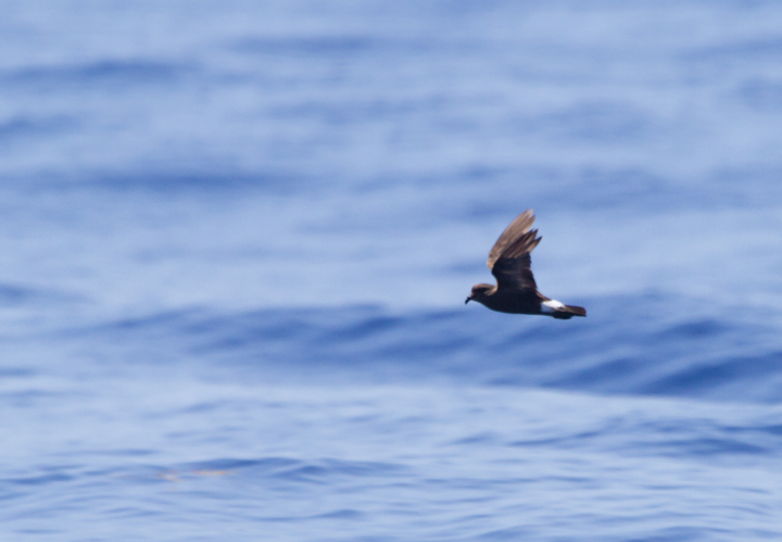 A worn Band-rumped Storm-Petrel, presumably Grant's Storm-Petrel, far off Cape Hatteras, North Carolina (5/28/2011). This population nests more widely in the Azores and south to the Canary Islands, mainly in October-November (Howell, Patteson, et al.).