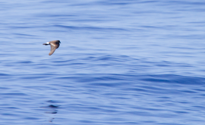 A worn Band-rumped Storm-Petrel, presumably Grant's Storm-Petrel, far off Cape Hatteras, North Carolina (5/28/2011). This population nests more widely in the Azores and south to the Canary Islands, mainly in October-November (Howell, Patteson, et al.).