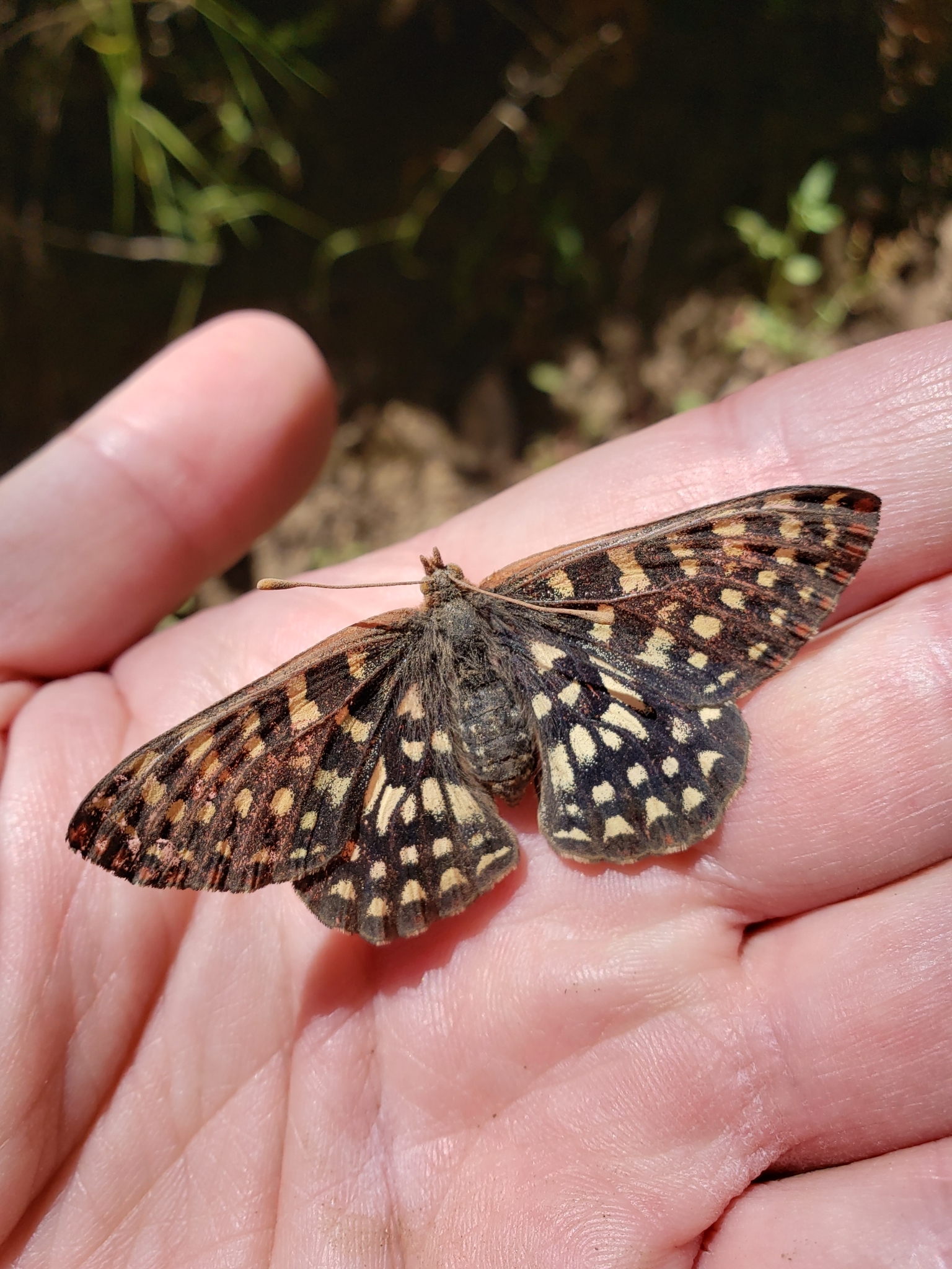 Chalcedon Checkerspot in Monterey County, California (6/10/2021).