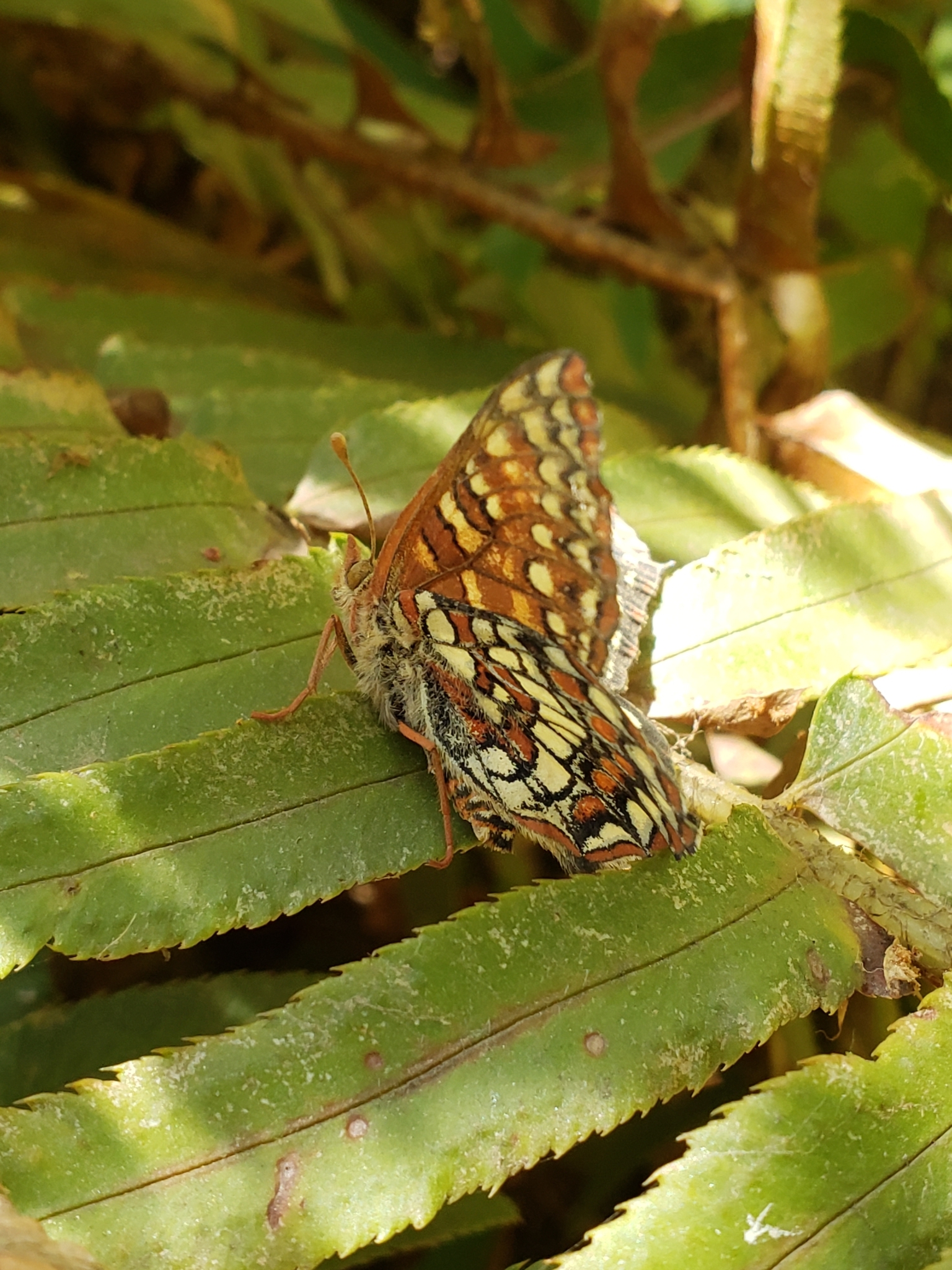 Chalcedon Checkerspot in Monterey County, California (6/10/2021).