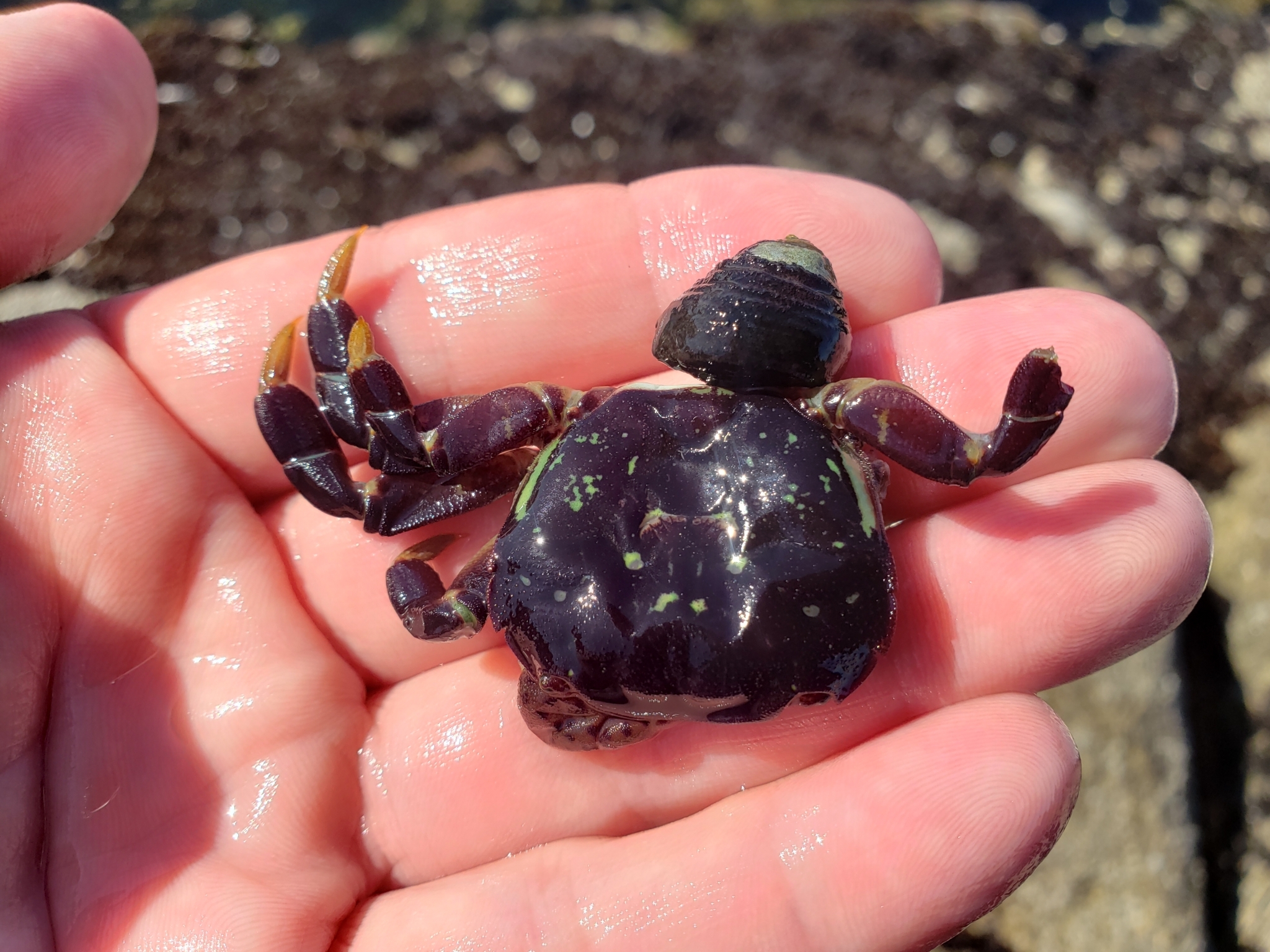 Purple Shore Crab in Monterey County, California (6/22/2021).