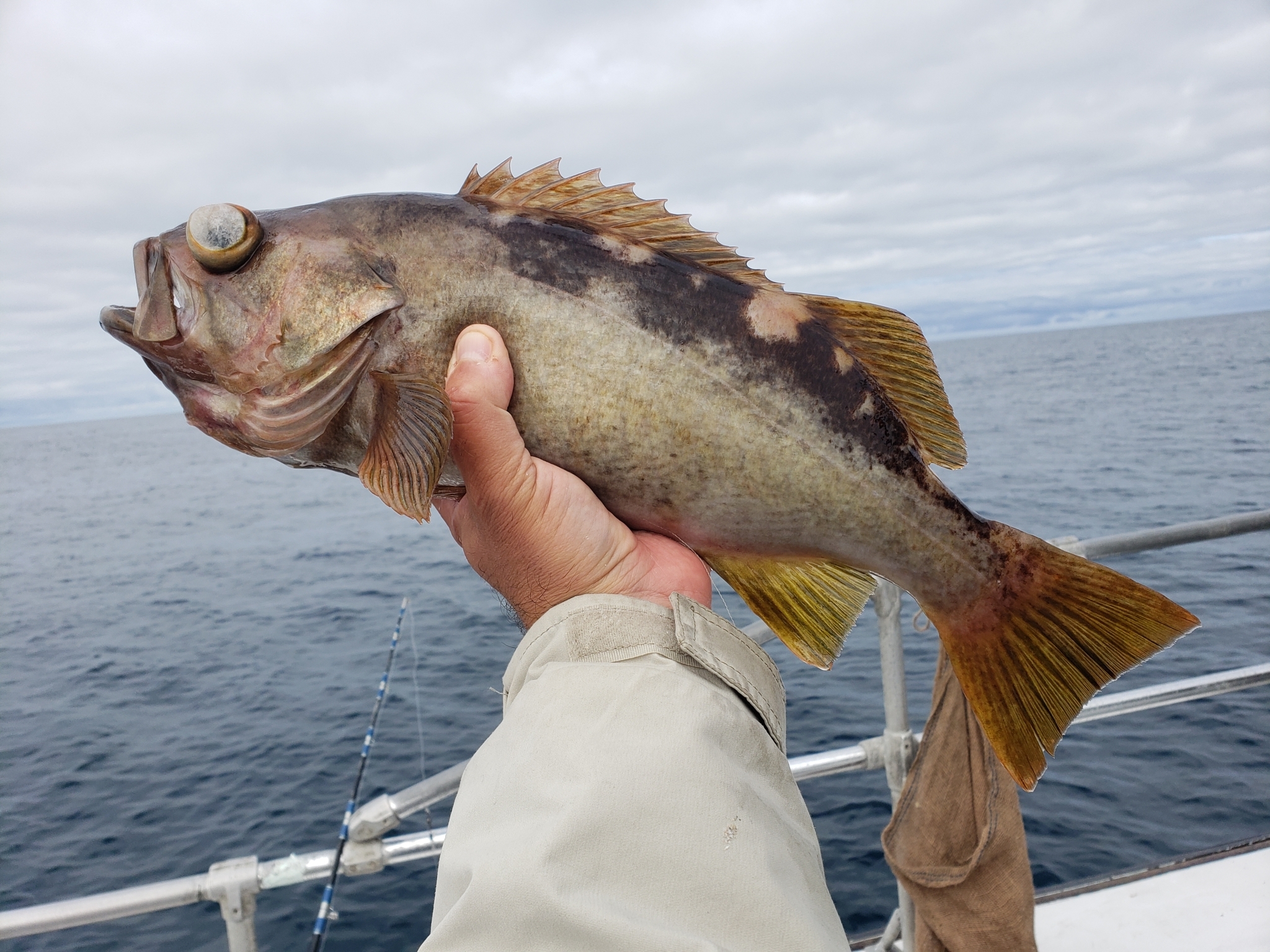 BioFiles - Olive Rockfish (Sebastes serranoides)