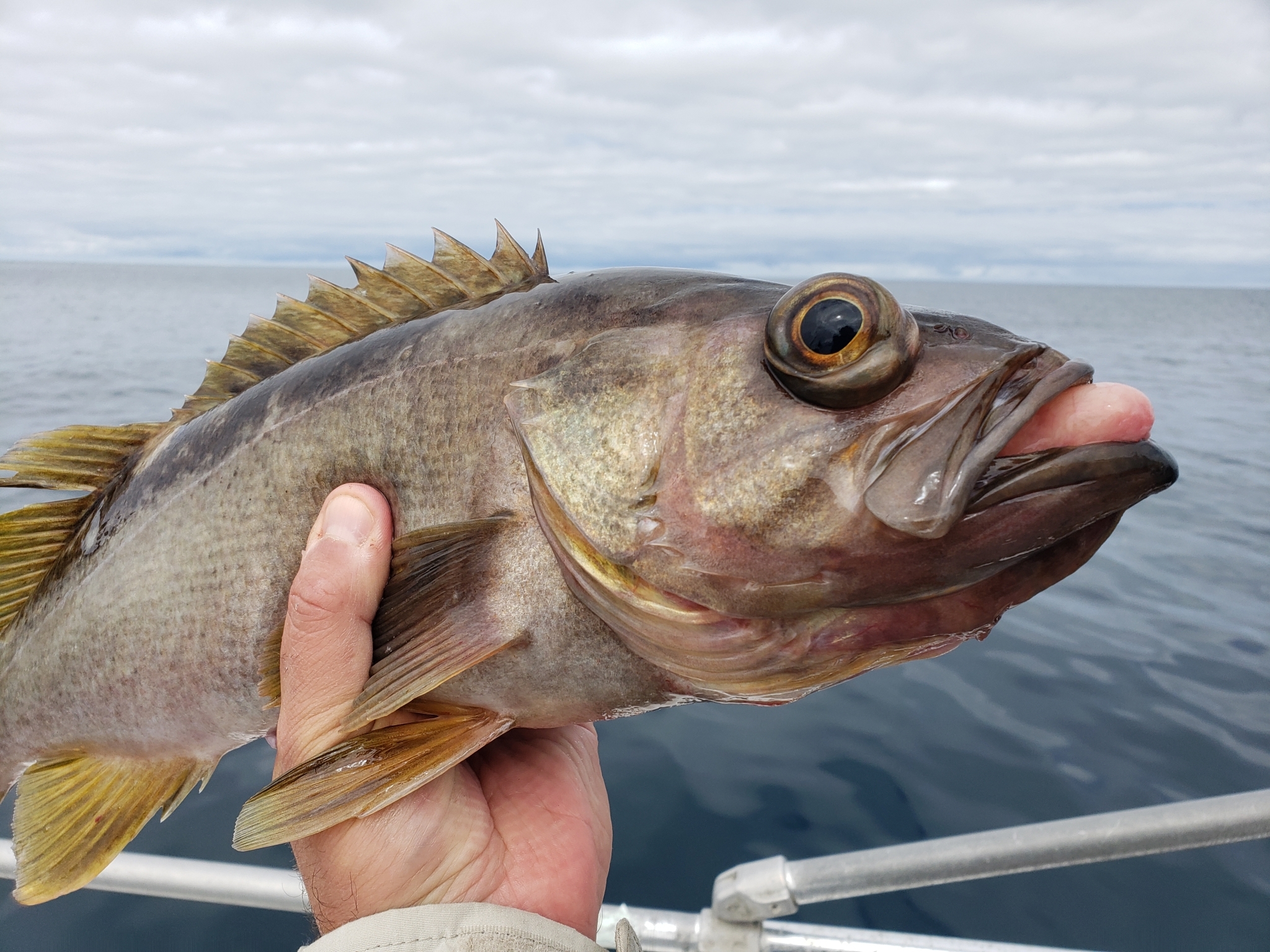 Olive Rockfish in Monterey County, California (6/24/2021).