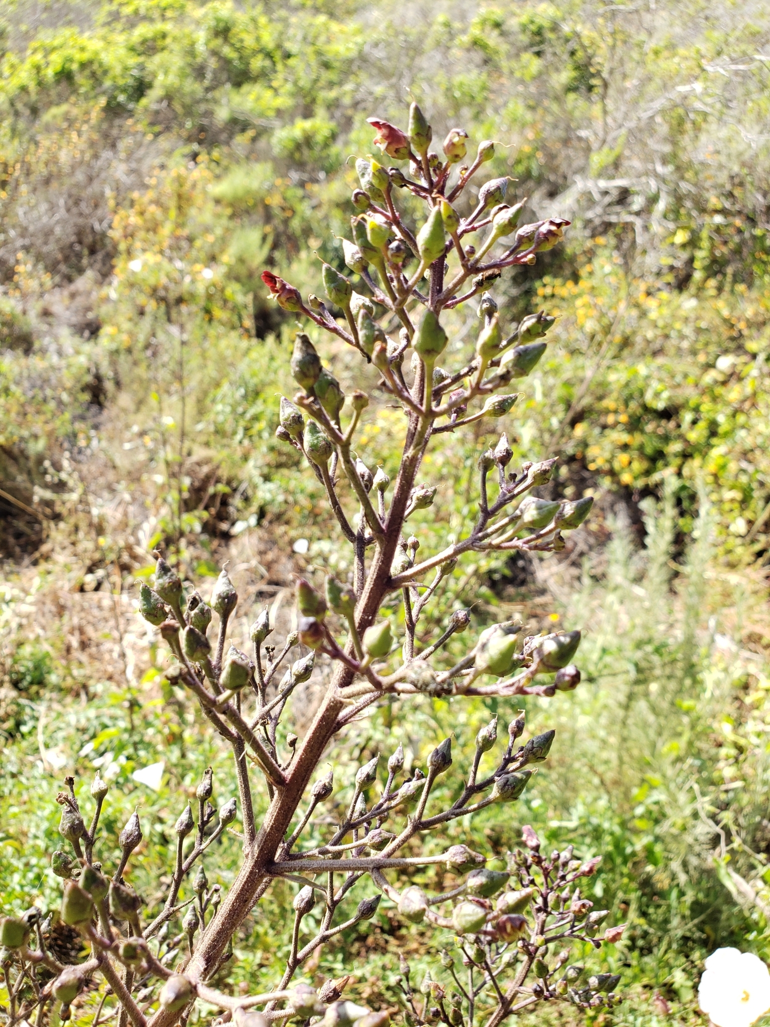 California Bee Plant in Monterey County, California (7/8/2021).