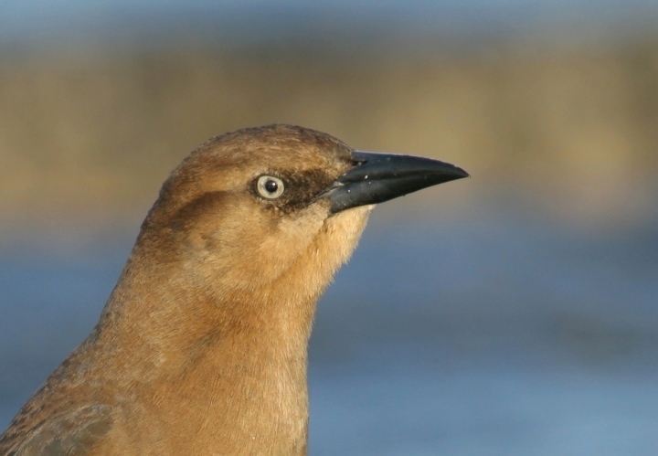A female Boat-tailed Grackle in Sussex County, Delaware (1/27/2007).
