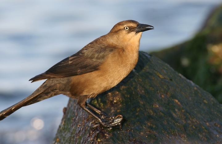 A female Boat-tailed Grackle in Sussex County, Delaware (1/27/2007).