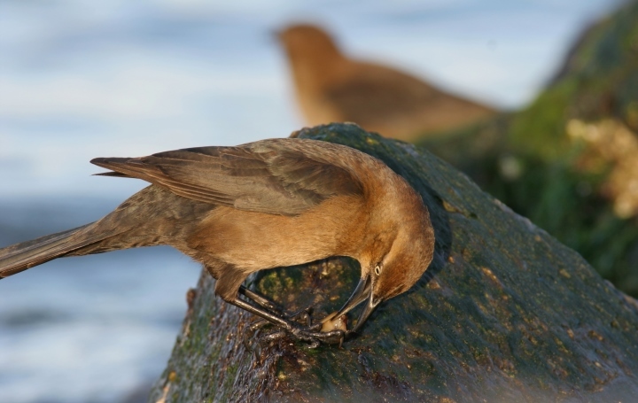 A female Boat-tailed Grackle in Sussex County, Delaware (1/27/2007).
