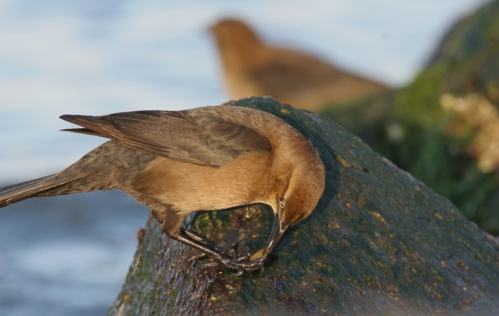 A female Boat-tailed Grackle in Sussex County, Delaware (1/27/2007).