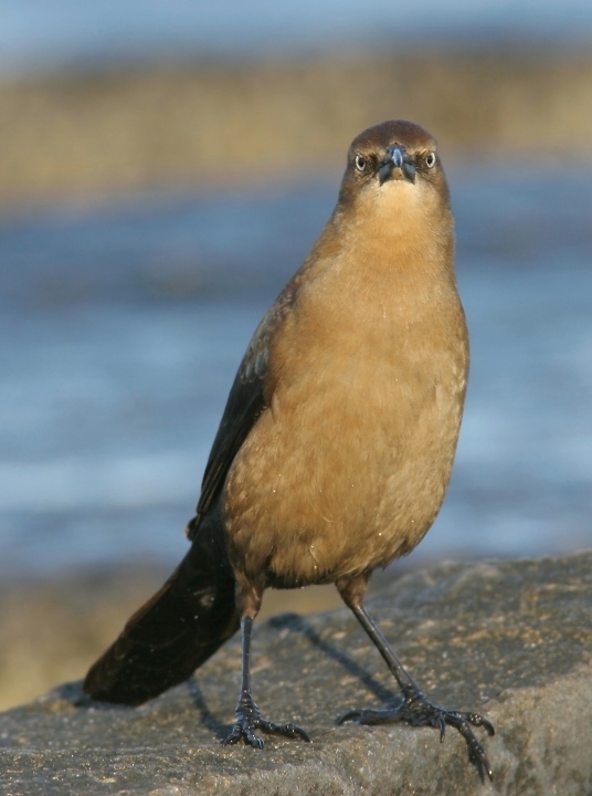 A female Boat-tailed Grackle in Sussex County, Delaware (1/27/2007).