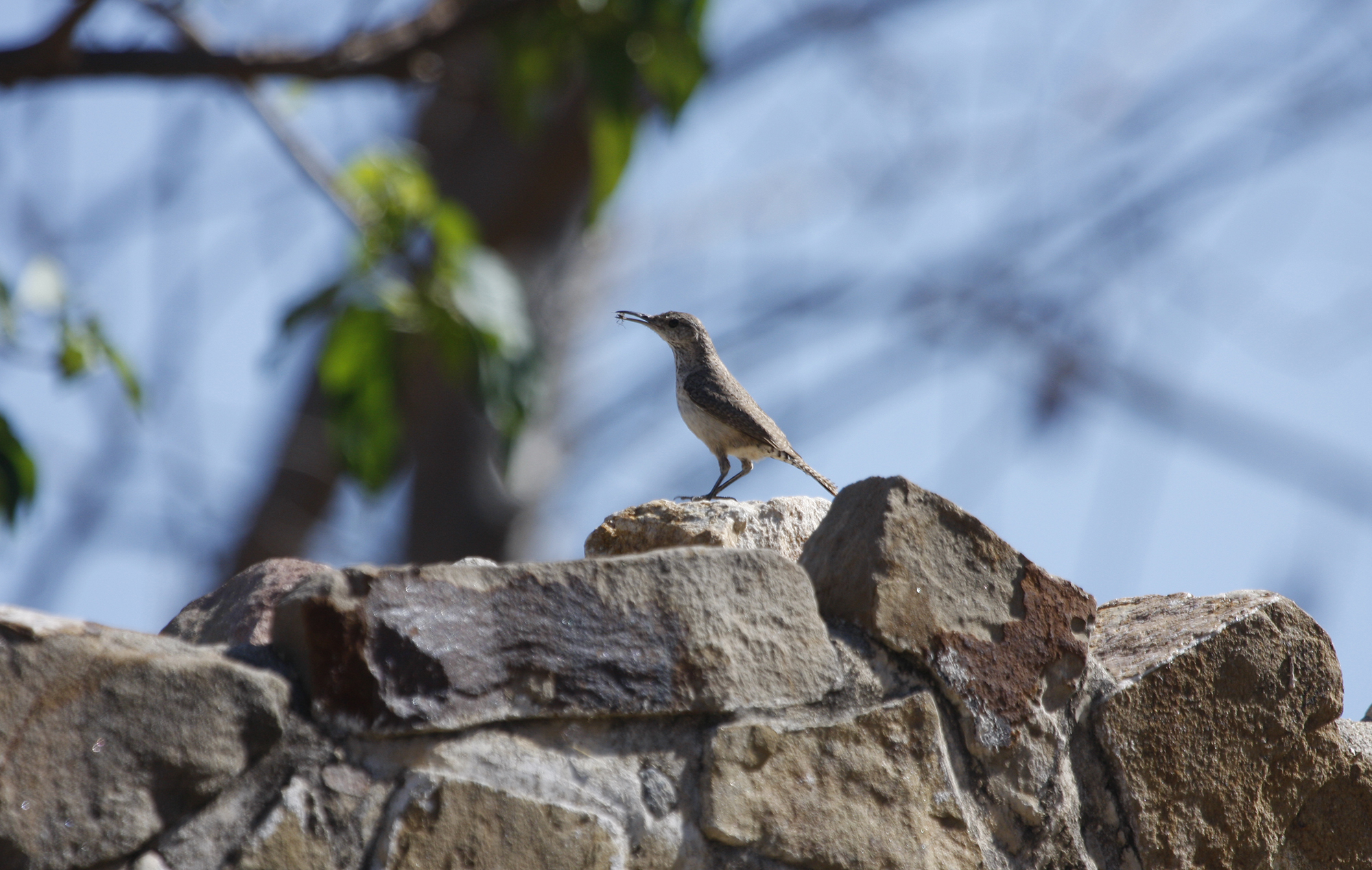 Rock Wren in Oaxaca, Mexico (3/17/2008).