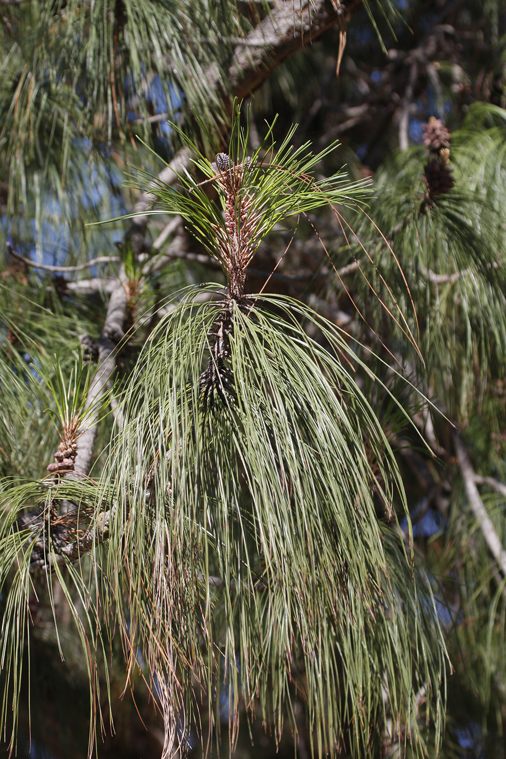 Genus<em> Pinus</em> in Oaxaca, Mexico (3/17/2008).