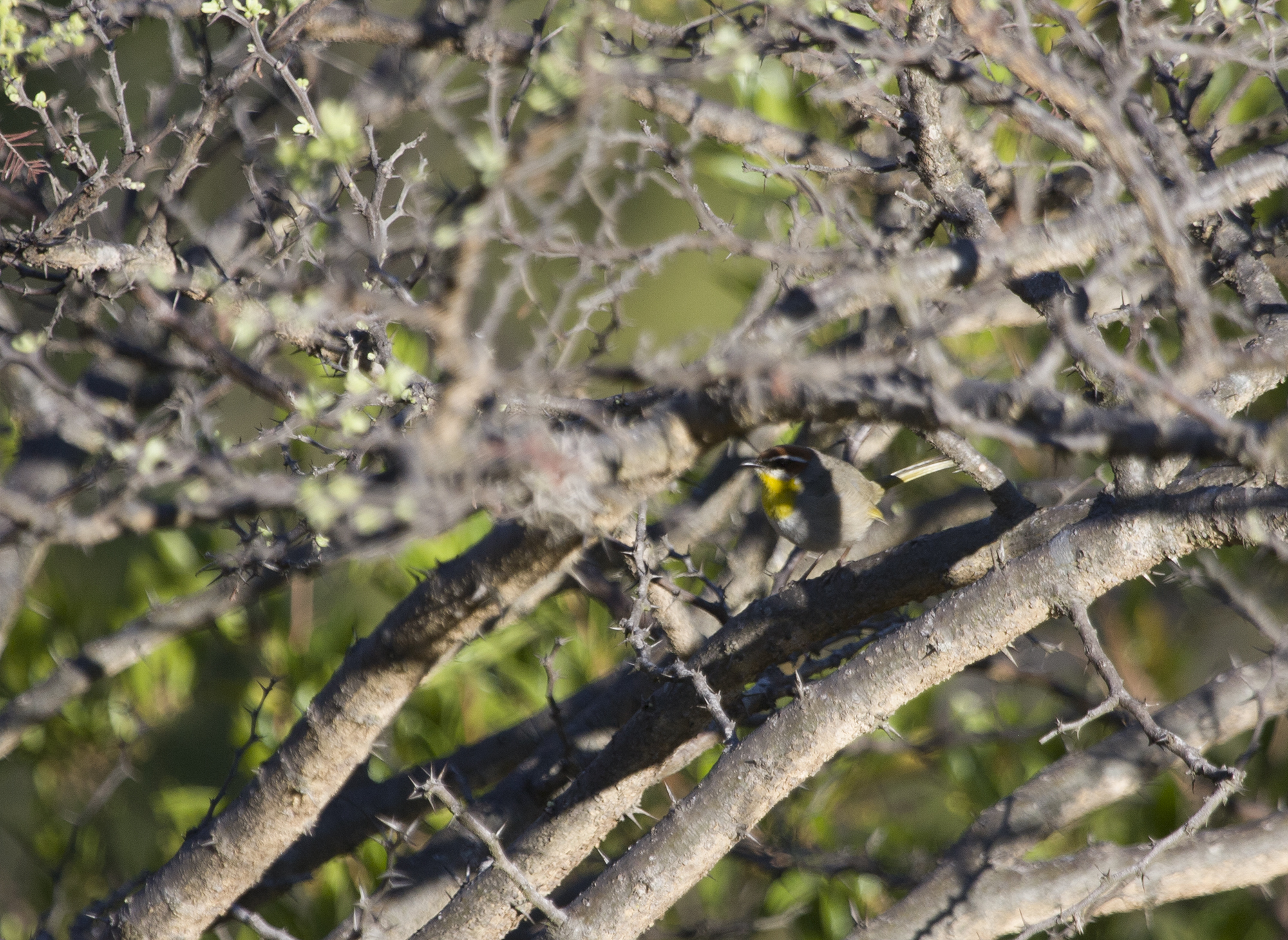 Rufous-capped Warbler in Oaxaca, Mexico (3/16/2008).