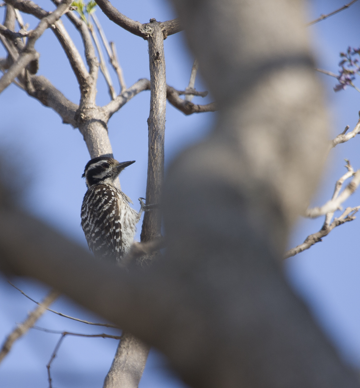 Ladder-backed Woodpecker in Oaxaca, Mexico (3/16/2008).