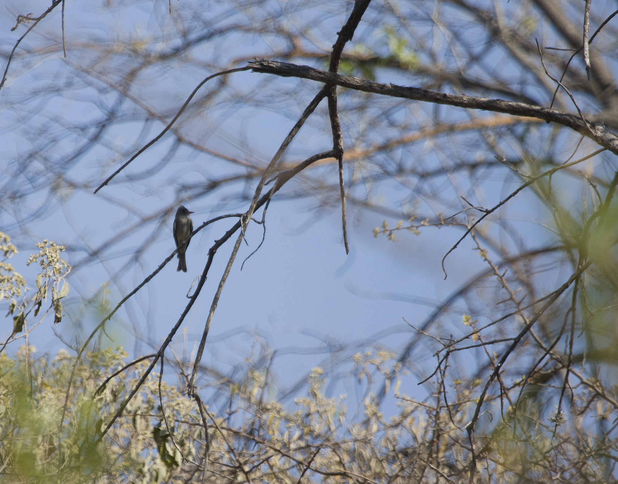 Greater Pewee in Oaxaca, Mexico (3/16/2008).