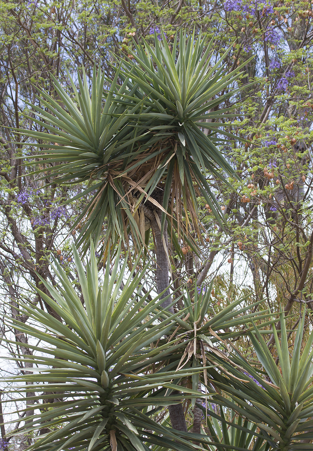 Genus<em> Yucca</em> in Oaxaca, Mexico (3/18/2008).