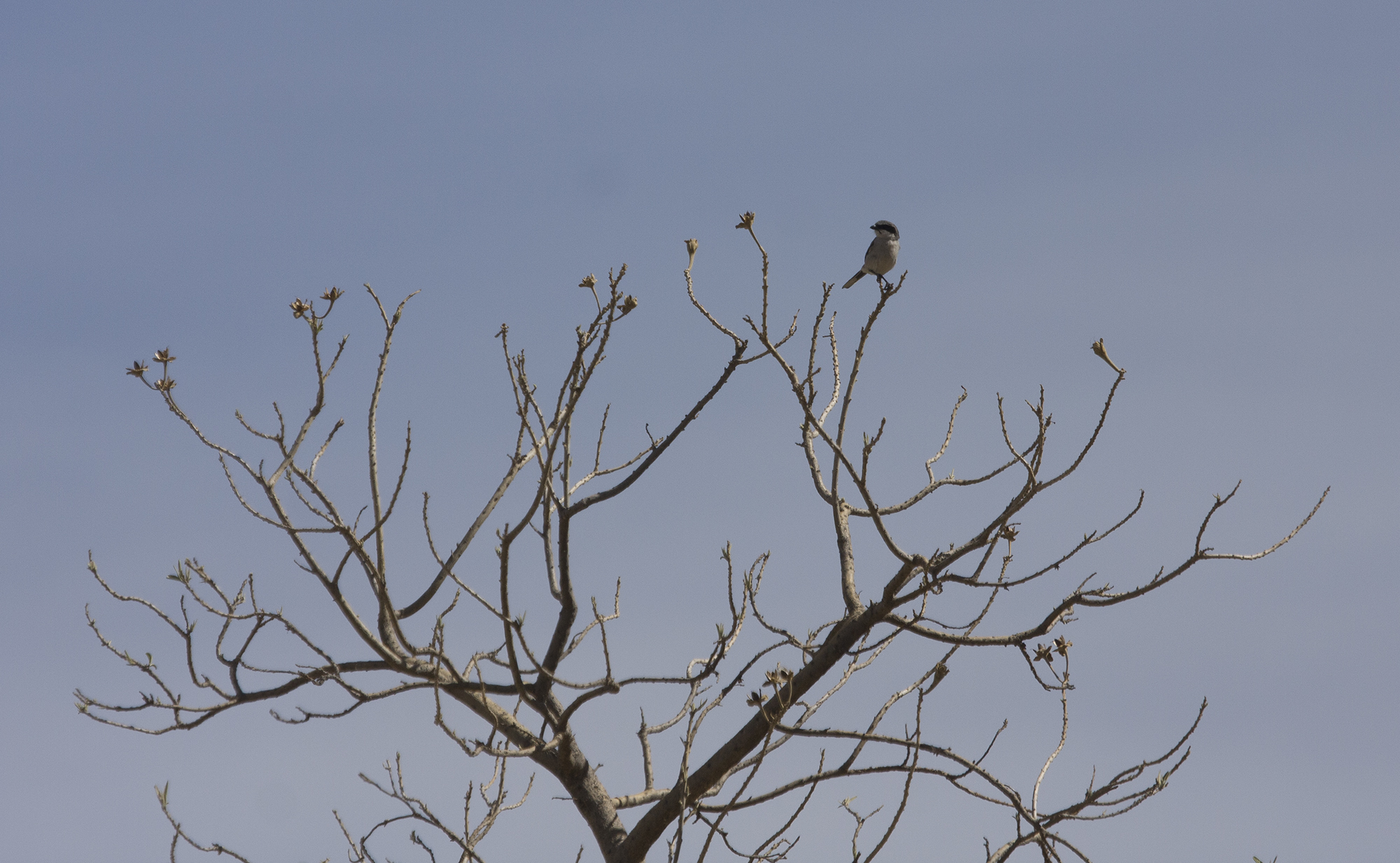 Loggerhead Shrike in Oaxaca, Mexico (3/18/2008).