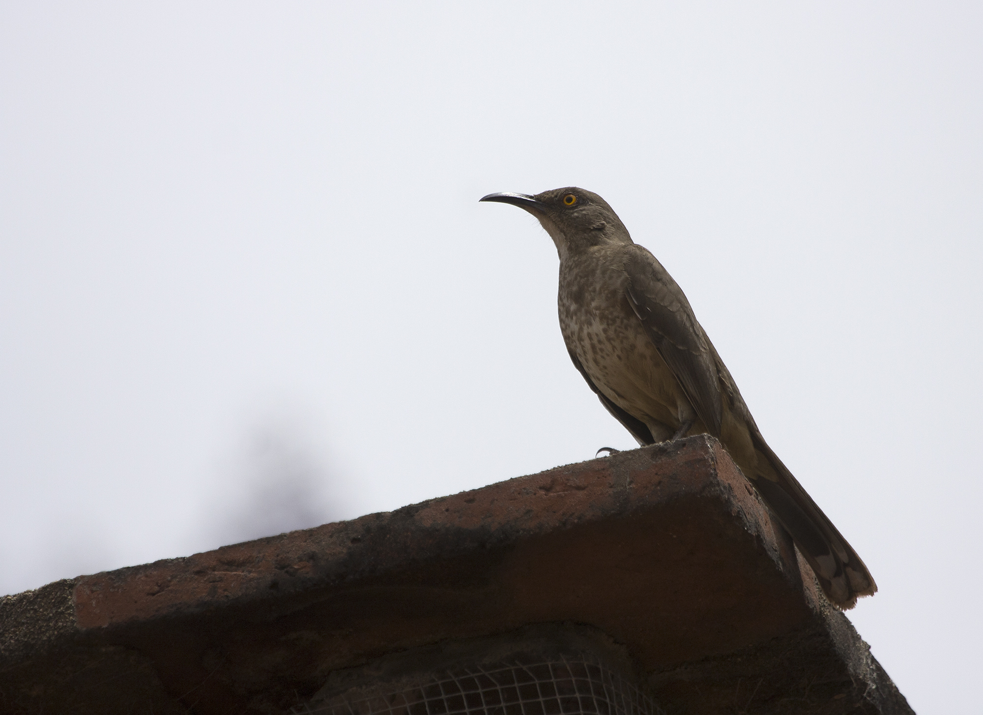 Curve-billed Thrasher in Oaxaca, Mexico (3/18/2008).