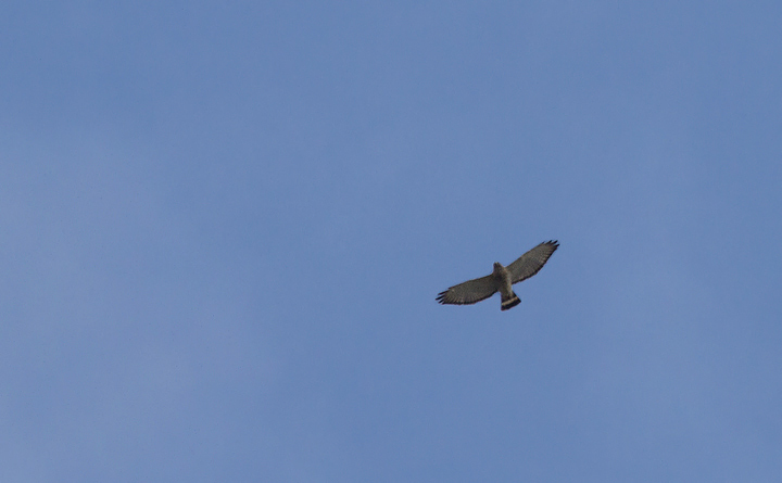 Broad-winged Hawk in Anne Arundel County, Maryland (4/15/2012).