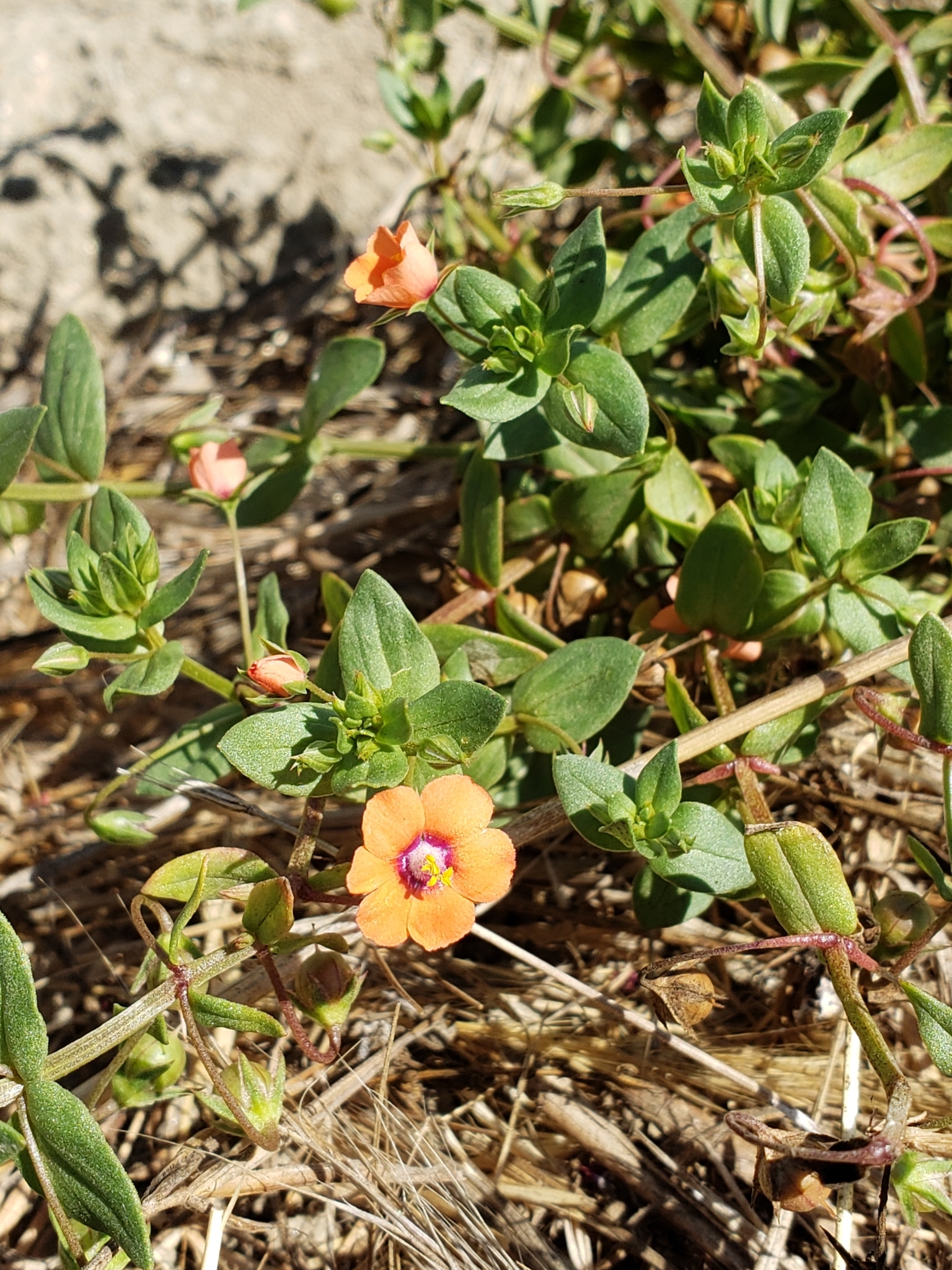 Scarlet Pimpernel in Monterey County, California (8/11/2021).