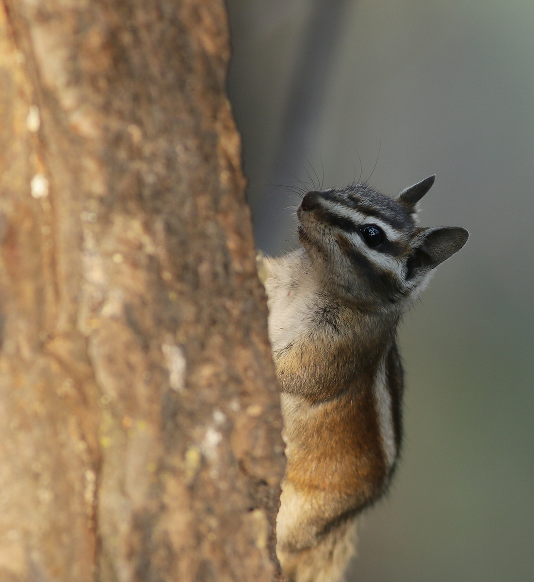 Lodgepole Chipmunk in Tulare County, California (8/20/2021).