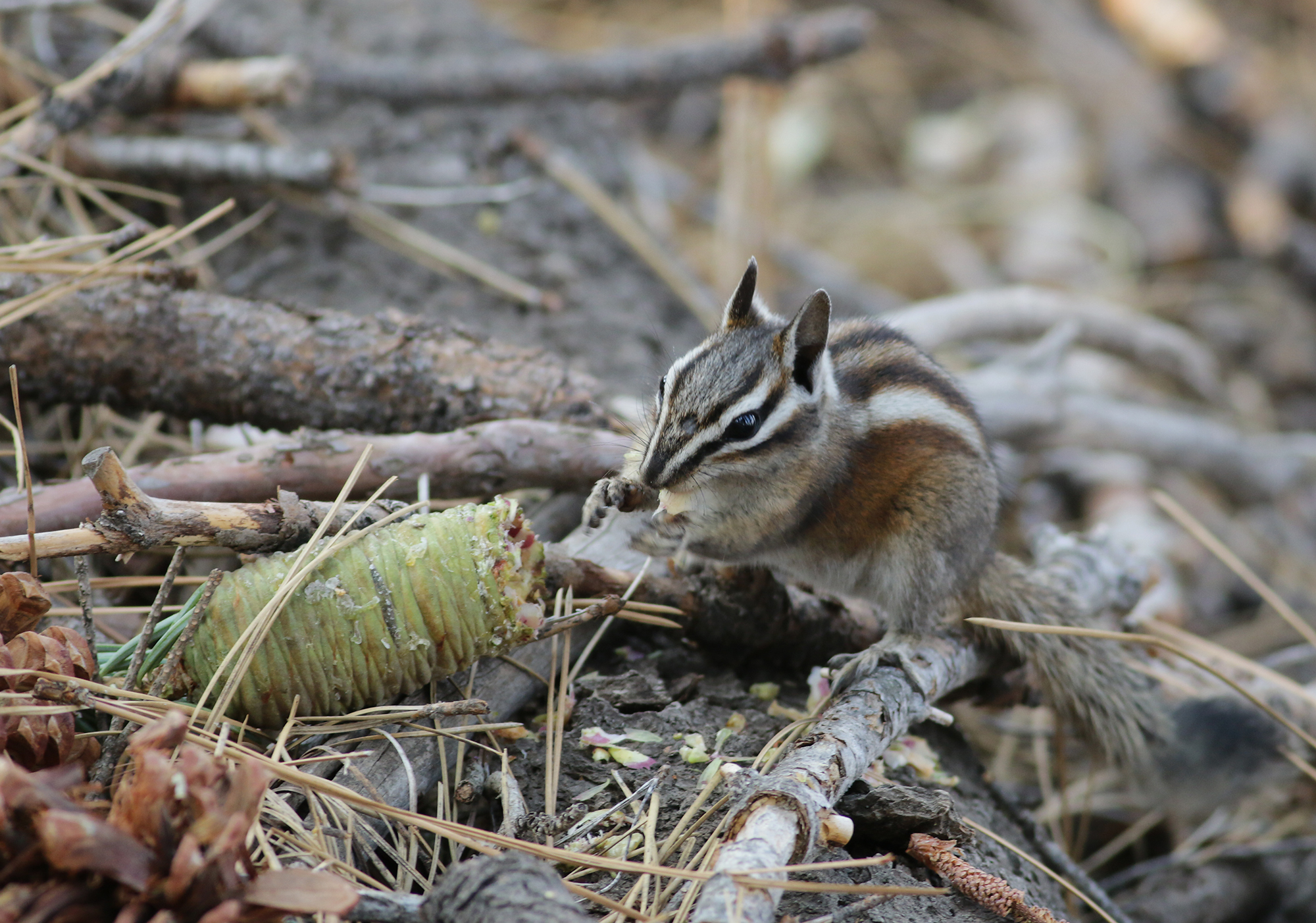 Lodgepole Chipmunk in Tulare County, California (8/20/2021).