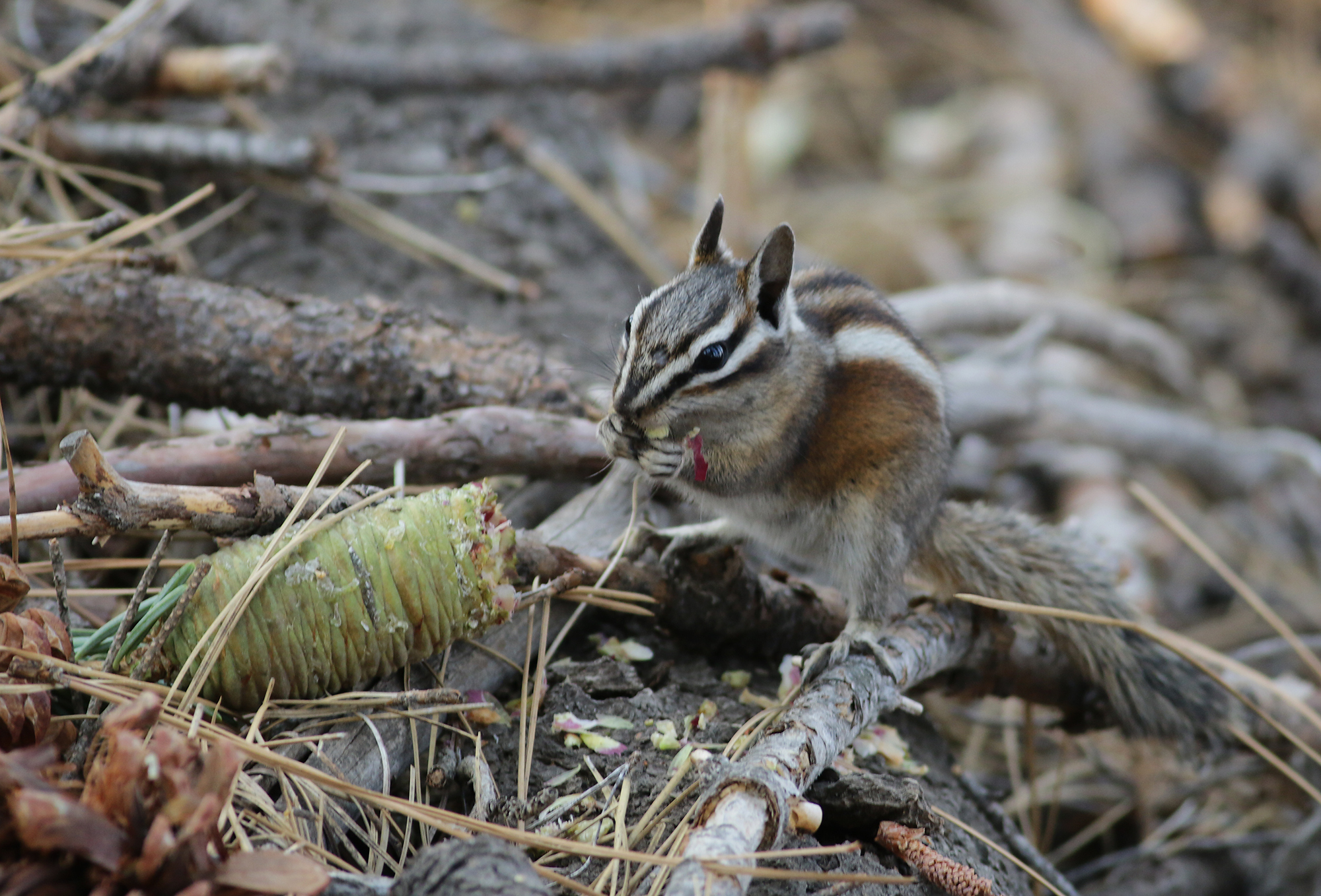 Lodgepole Chipmunk in Tulare County, California (8/20/2021).