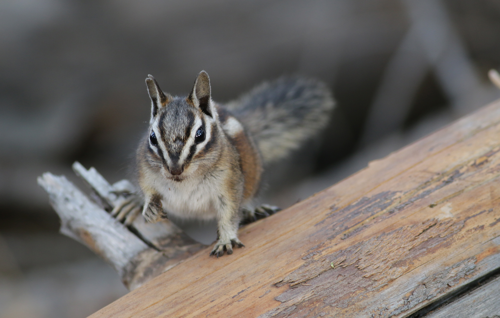 Lodgepole Chipmunk in Tulare County, California (8/20/2021).