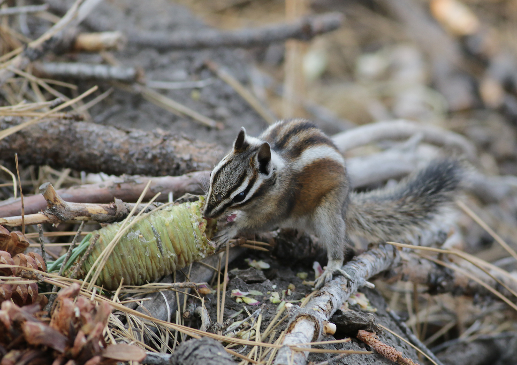 Lodgepole Chipmunk in Tulare County, California (8/20/2021).