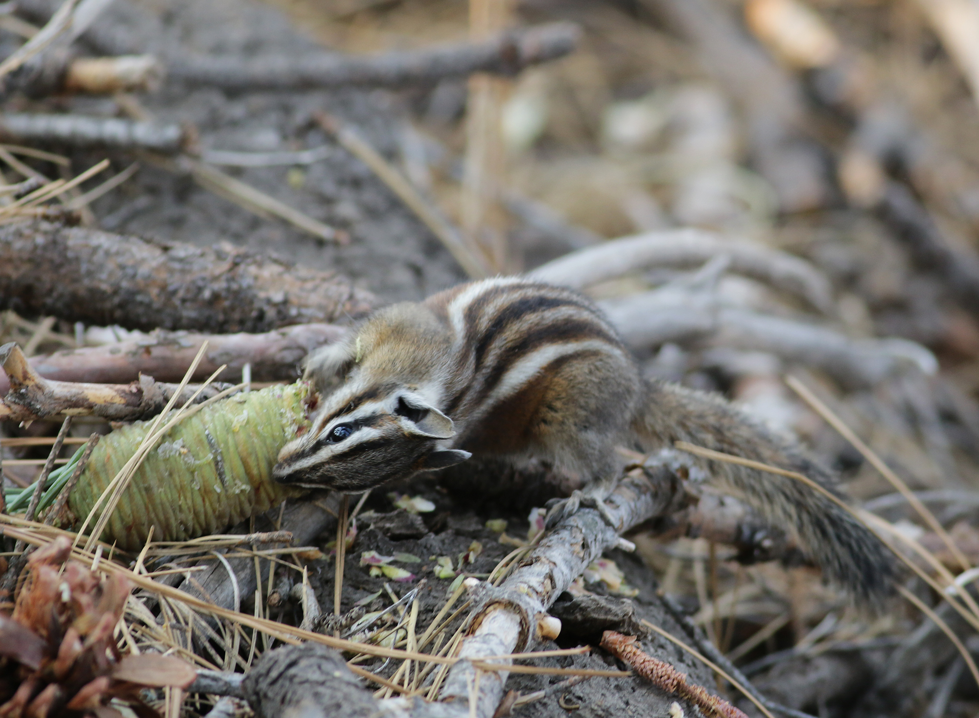 Lodgepole Chipmunk in Tulare County, California (8/20/2021).