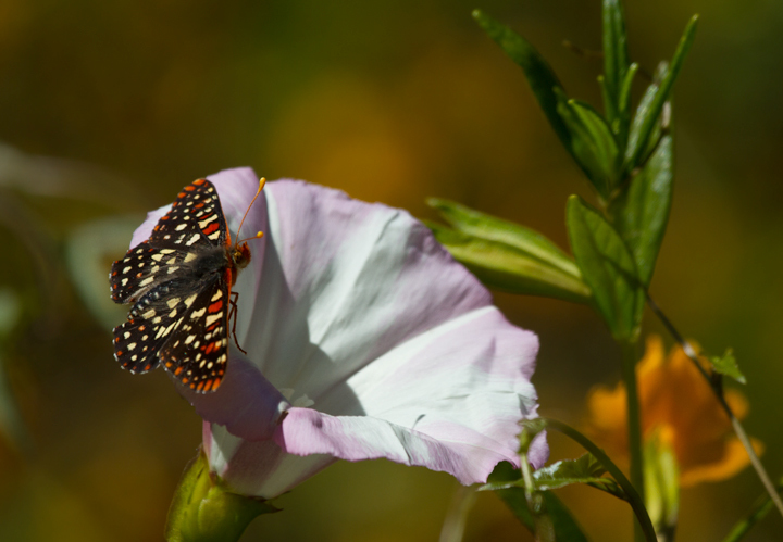 Chalcedon Checkerspot in Monterey County, California (7/1/2011).