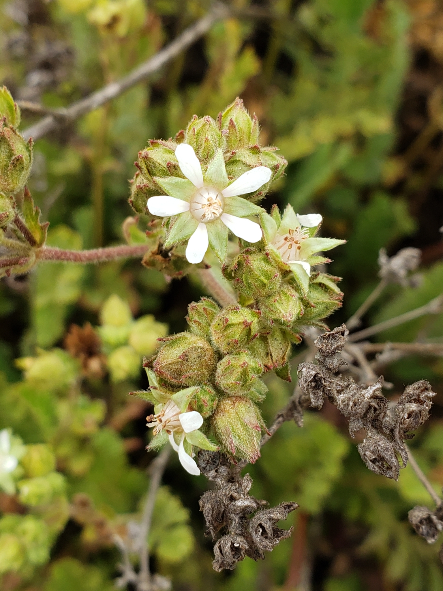 Wedge Leaf Horkelia in Monterey County, California (6/30/2021).