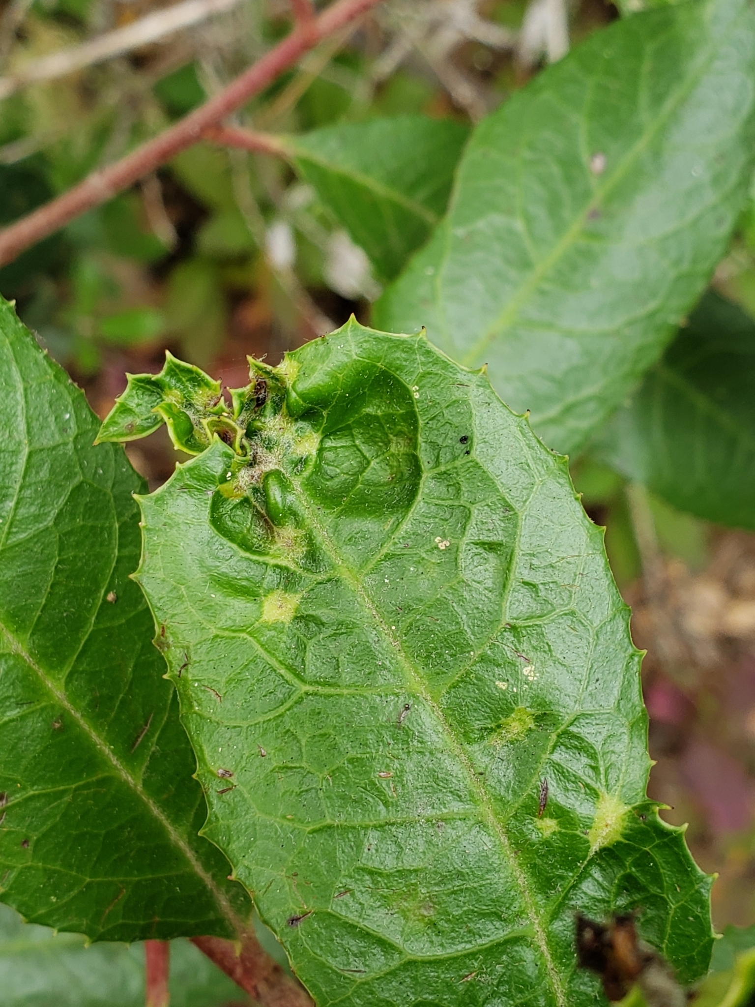 Toyon Gall Thrips in Monterey County, California (7/24/2021).