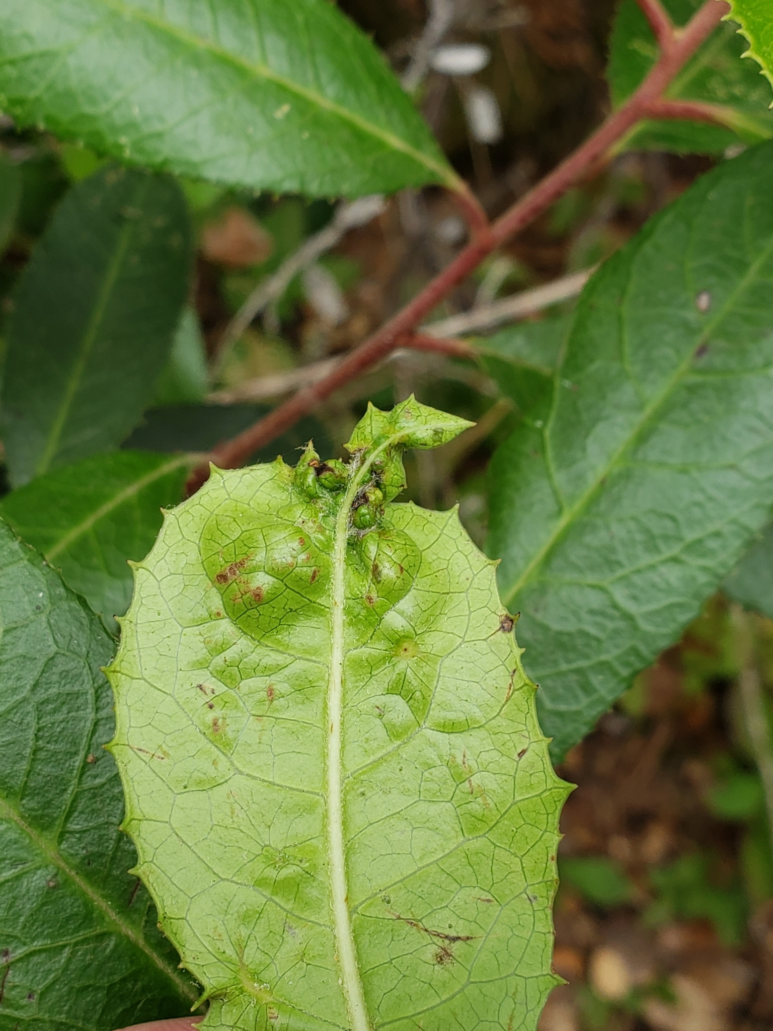 Toyon Gall Thrips in Monterey County, California (7/24/2021).