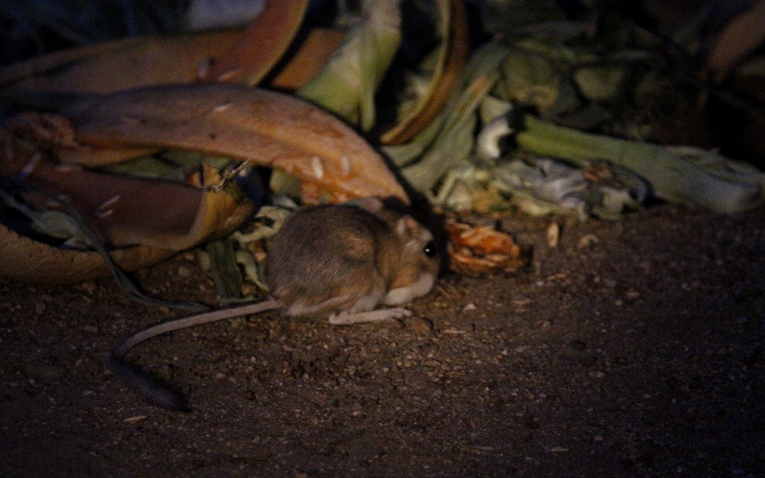 Merriam's Kangaroo Rat in San Bernardino County, California (7/13/2015).