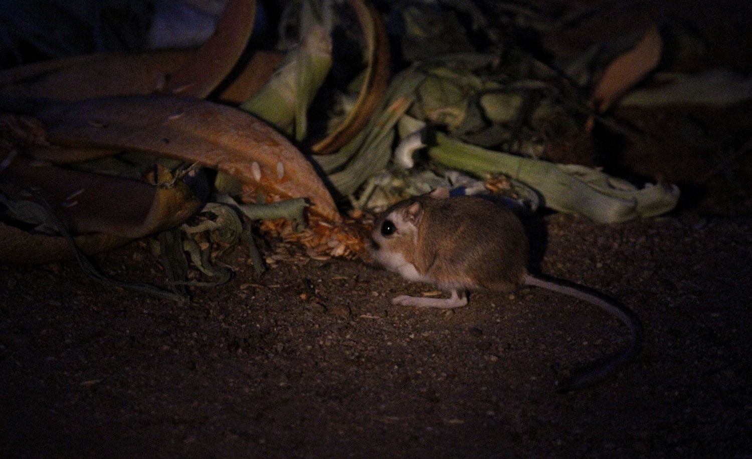 Merriam's Kangaroo Rat in San Bernardino County, California (7/13/2015).